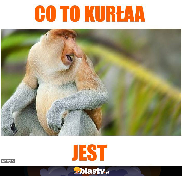 CO TO KURŁAA