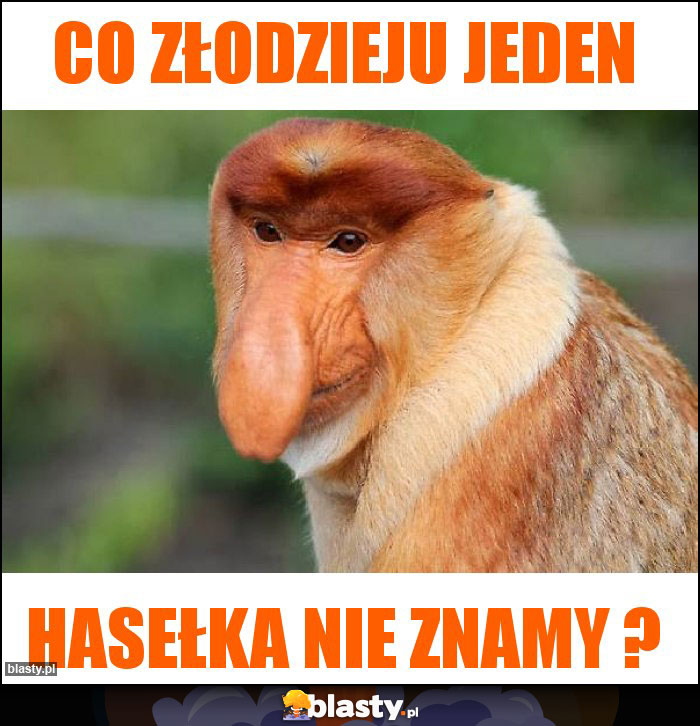 Co złodzieju jeden