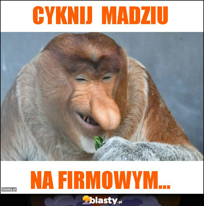 CYKNIJ  MADZIU