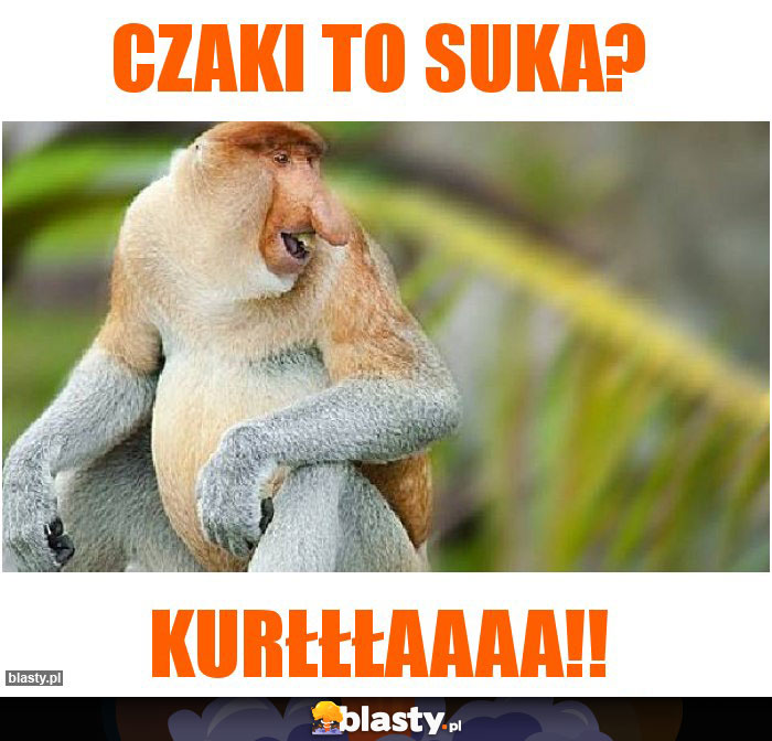 CZAKI TO SUKA?