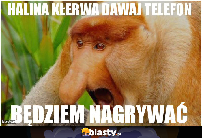 HALINA KŁERWA DAWAJ TELEFON