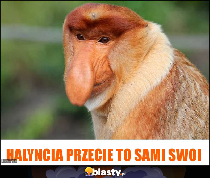 Halyncia przecie to sami swoi