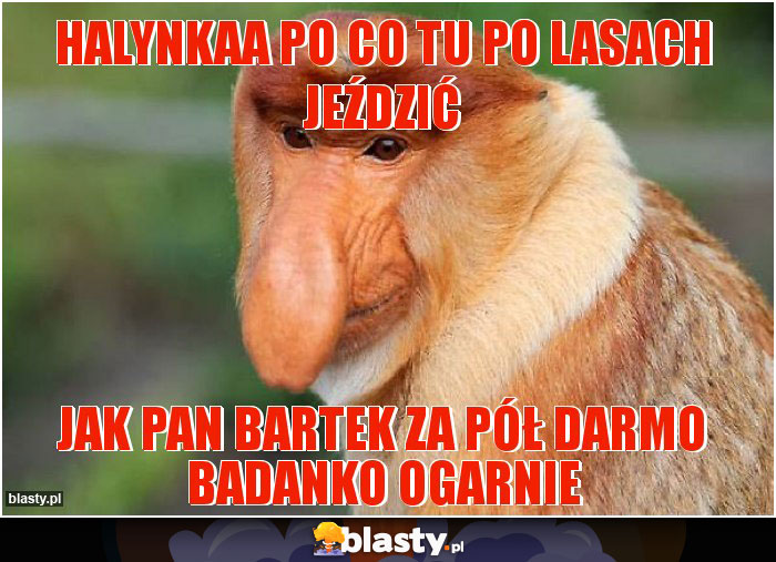 HALYNKAA PO CO TU PO LASACH JEŹDZIĆ