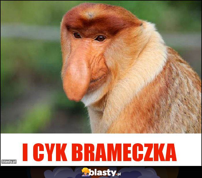 I cyk brameczka