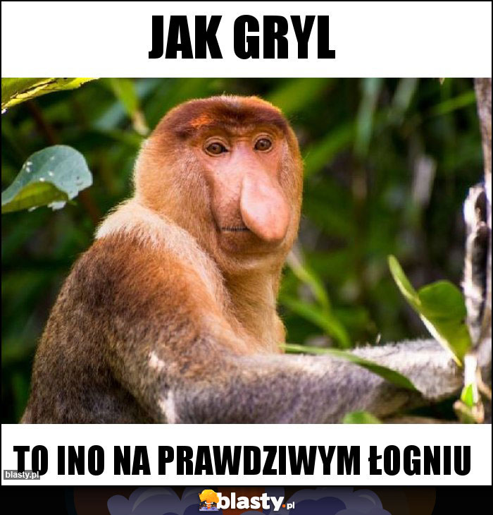 jak gryl