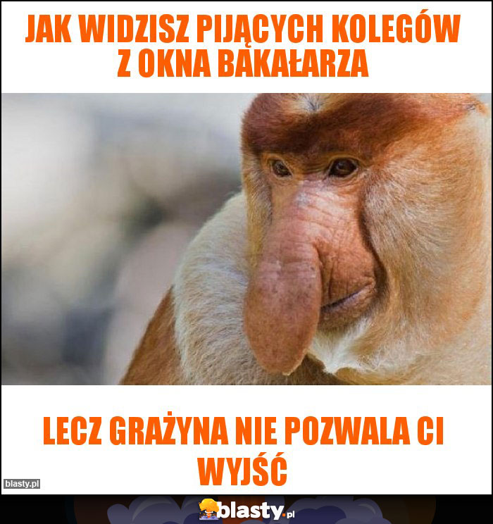 Jak widzisz pijących kolegów z okna Bakałarza