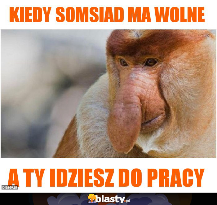 Kiedy somsiad ma wolne