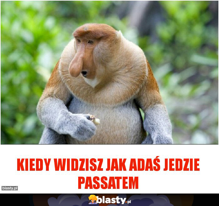 Kiedy widzisz jak adaś jedzie passatem