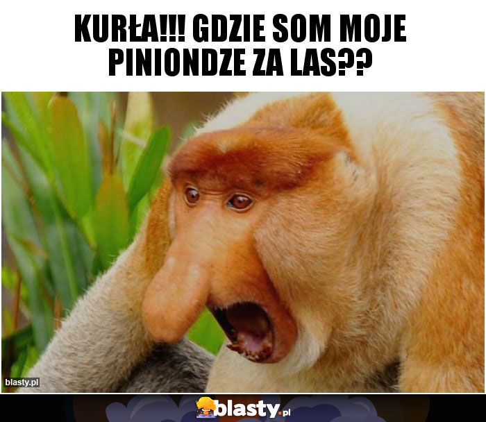 KURŁA!!! Gdzie som moje piniondze za las??