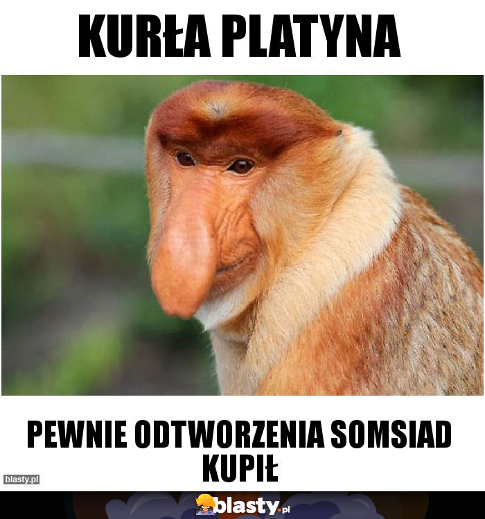 kurła platyna