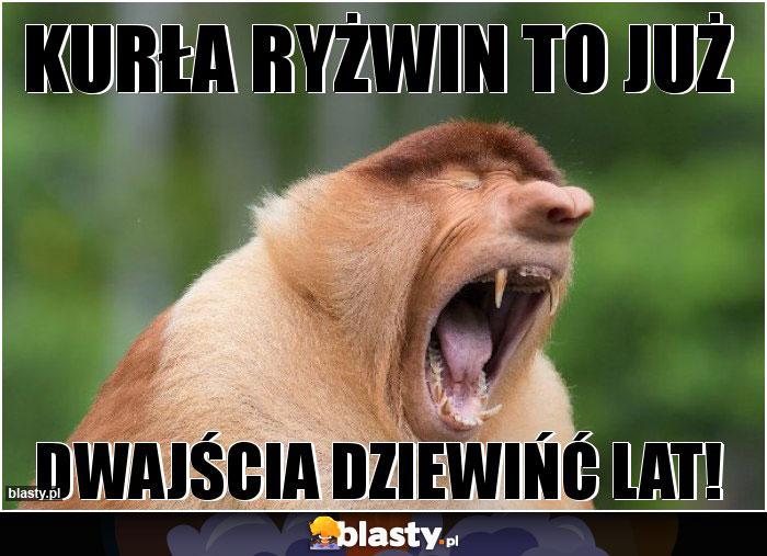 kurła ryżwin to już