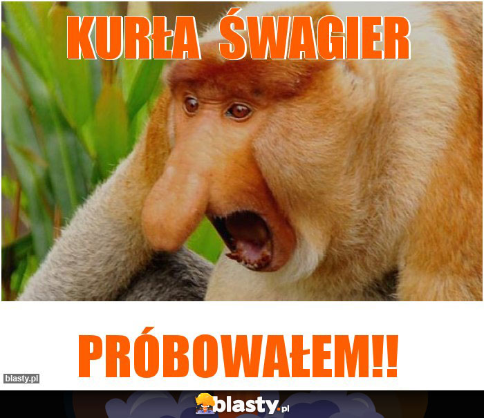 Kurła  śwagier