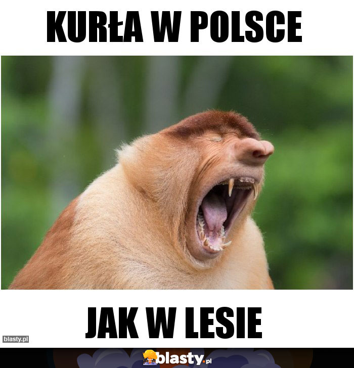 Kurła w polsce