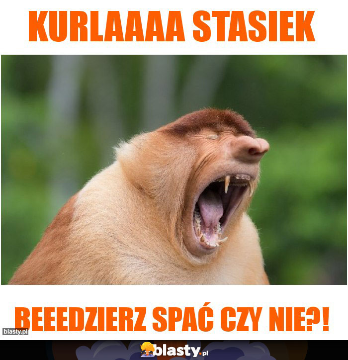 Kurlaaaa Stasiek