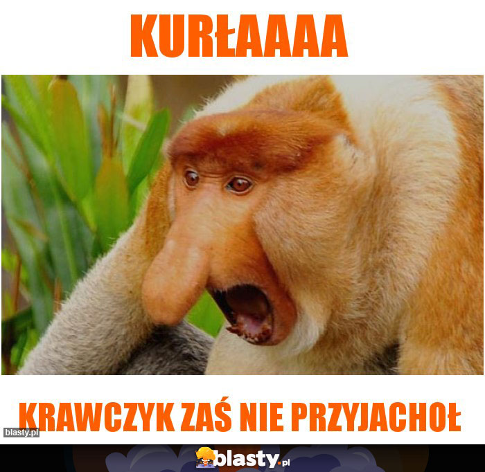 Kurłaaaa