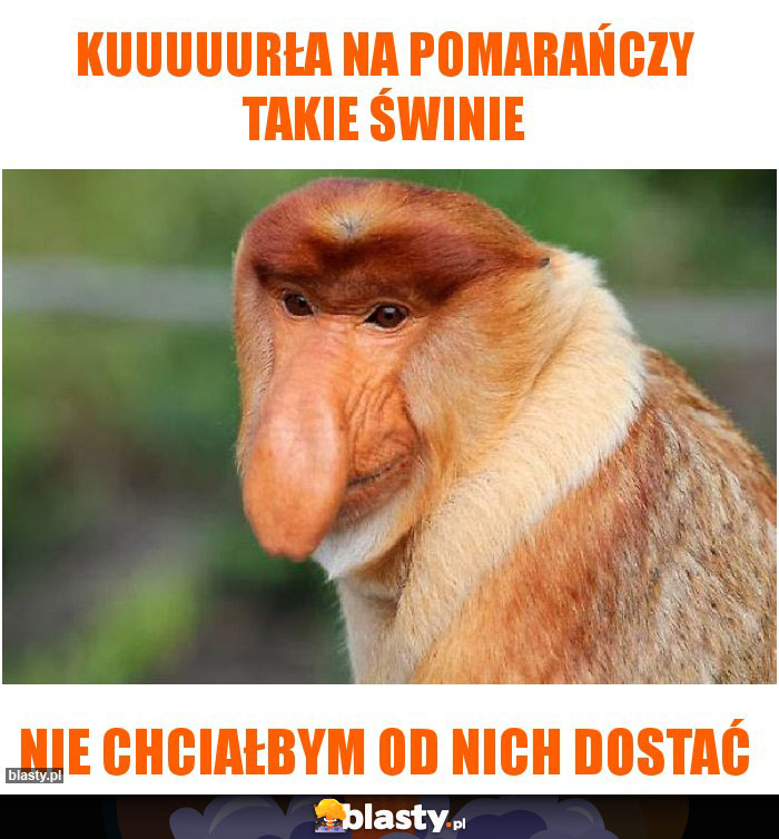 Kuuuuurła na Pomarańczy Takie Świnie