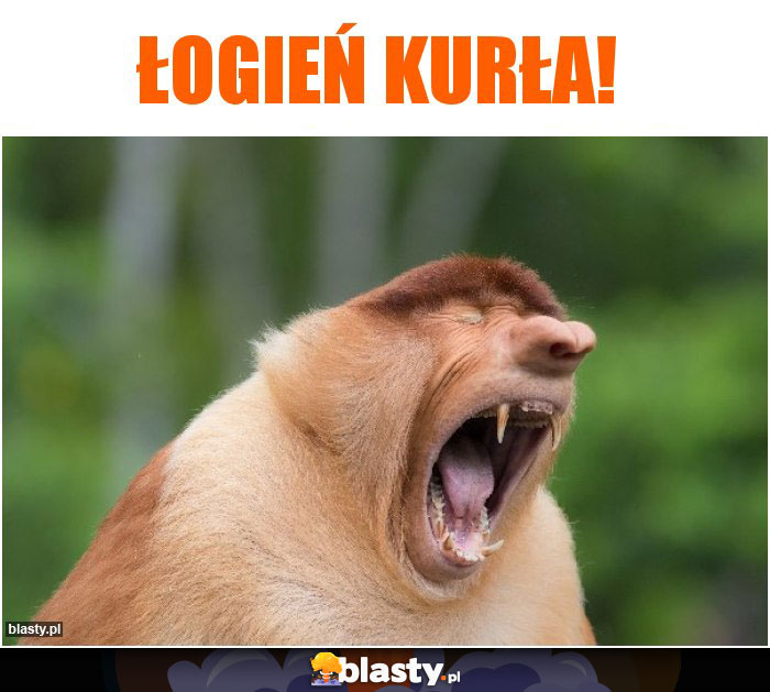 Łogień kurła!