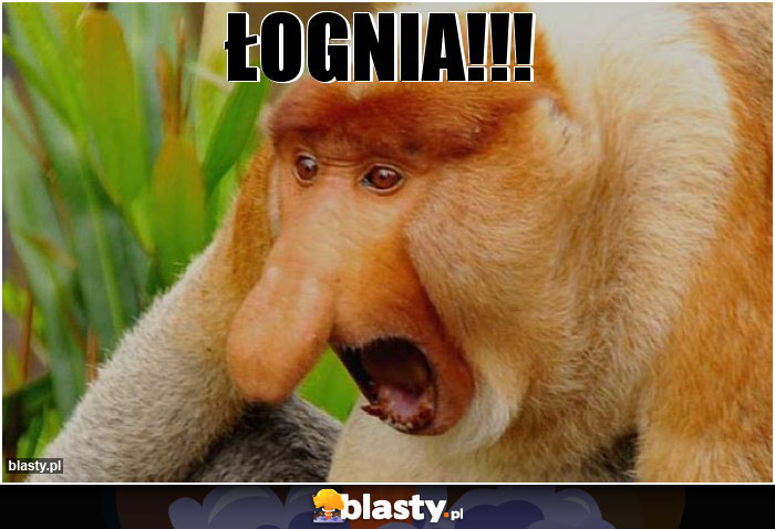 ŁOGNIA!!!