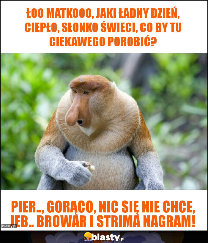 Łoo matkooo, Jaki ładny dzień, ciepło, słonko świeci, co by tu ciekawego porobić?