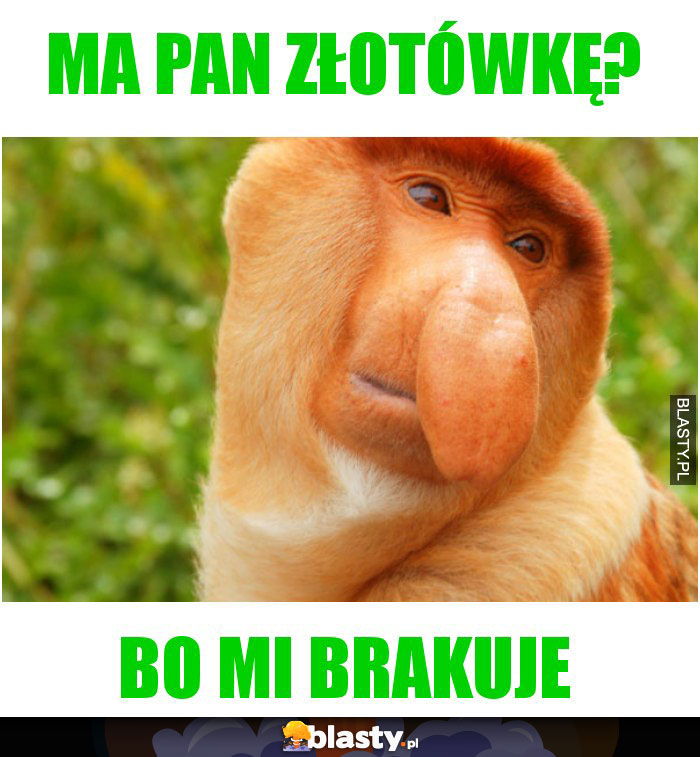 MA PAN ZŁOTÓWKĘ?