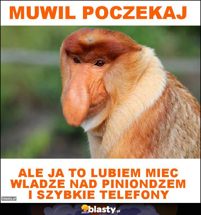 muwil poczekaj