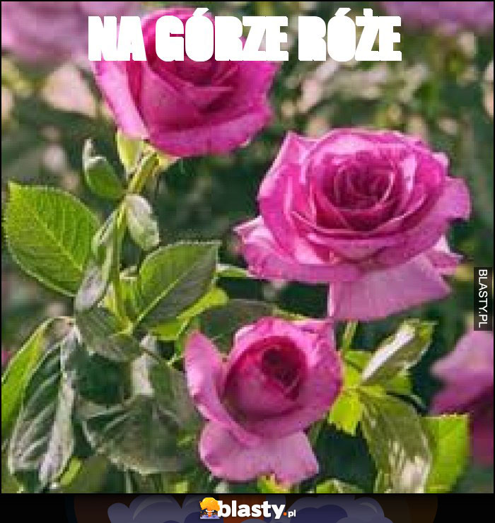 Na górze róże