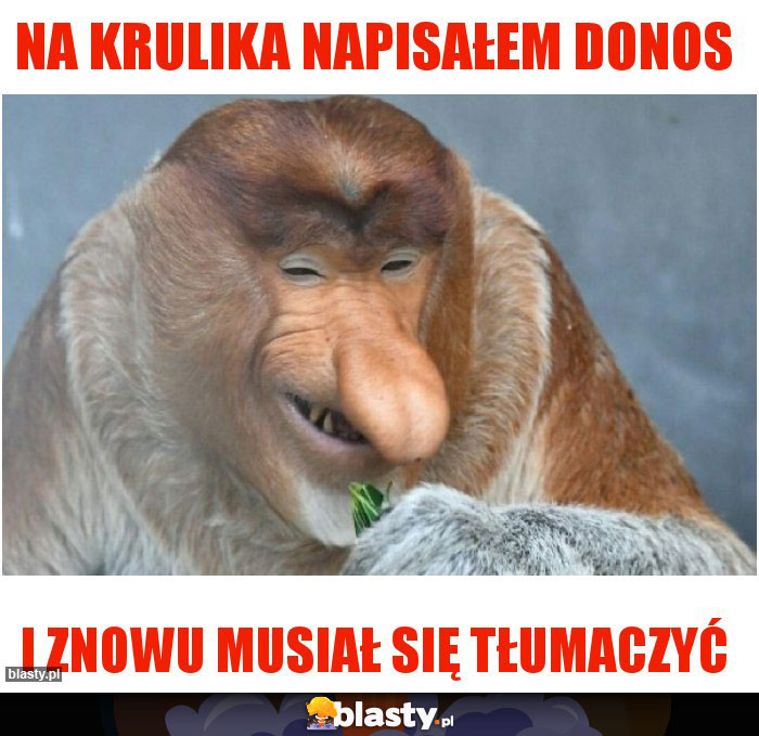 na krulika napisałem donos