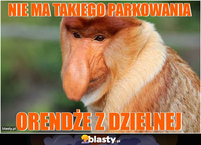 nie ma takiego parkowania