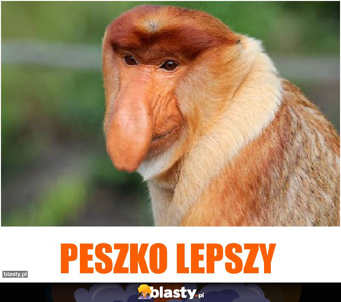 PESZKO LEPSZY