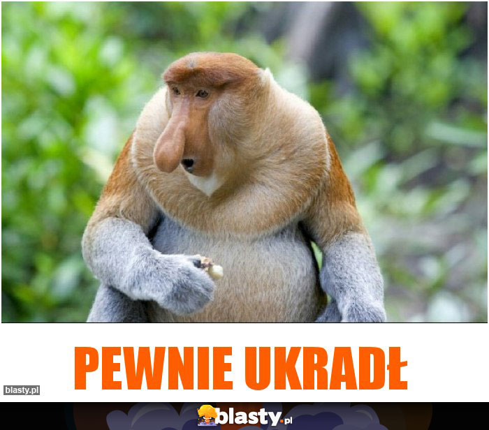 pewnie ukradł