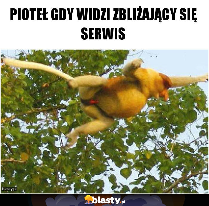 Pioteł gdy widzi zbliżający się serwis