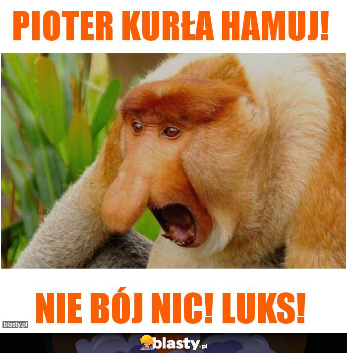 PIOTER KURŁA HAMUJ!