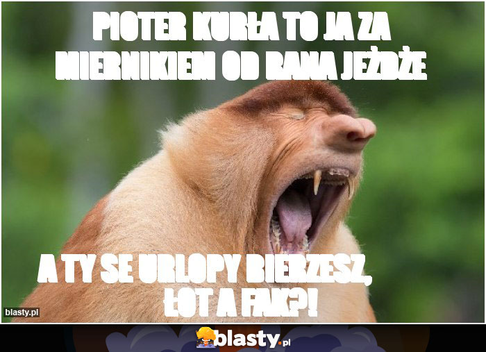 pioter kurła to ja za miernikiem od rana jeżdże