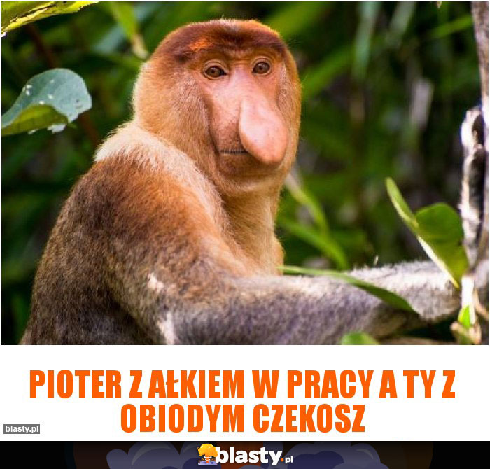 PIOTER Z AŁKIEM W PRACY A TY Z OBIODYM CZEKOSZ