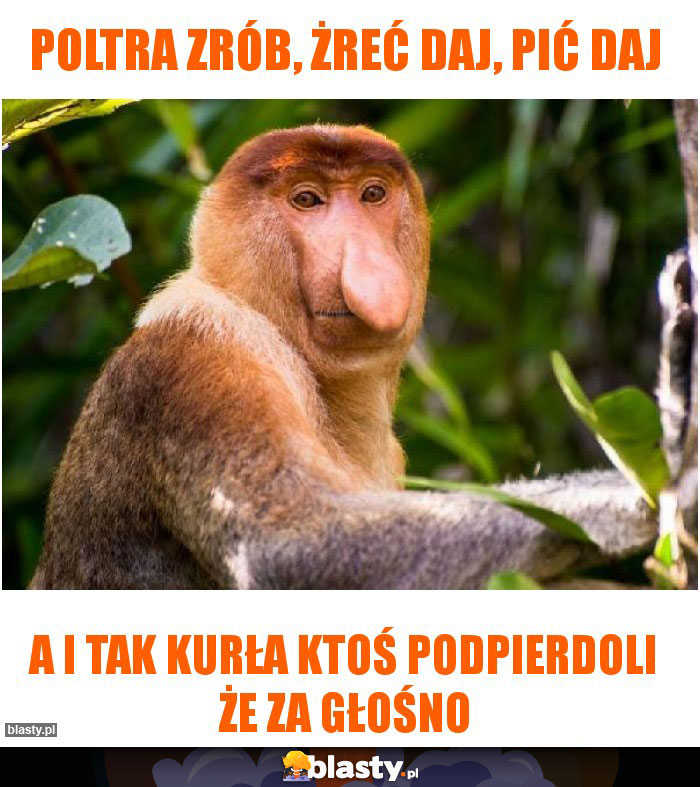 Poltra zrób, żreć daj, pić daj