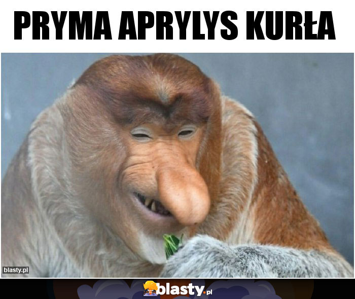 Pryma aprylys kurła