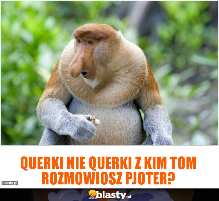 querki nie querki z kim tom rozmowiosz Pjoter?