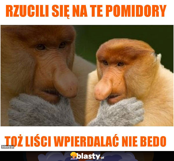 Rzucili się na te pomidory