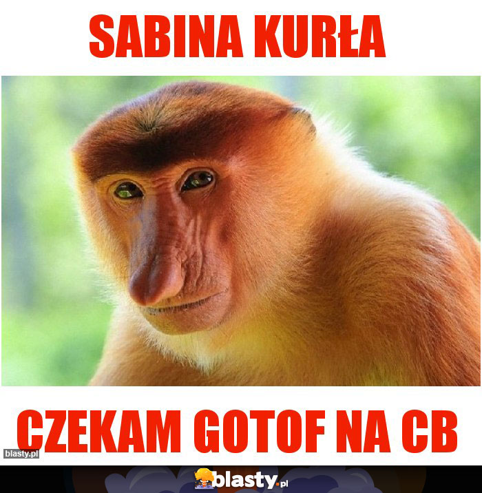 Sabina kurła