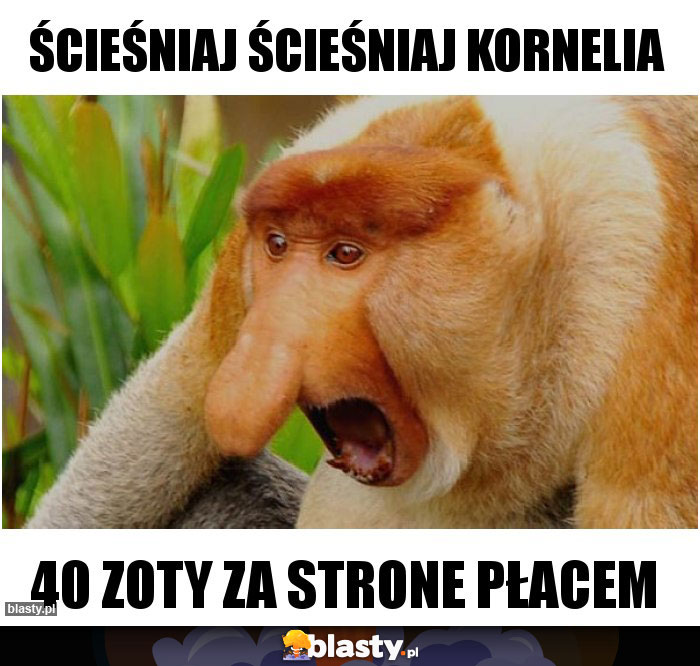 ŚCIEŚNIAJ ŚCIEŚNIAJ KORNELIA