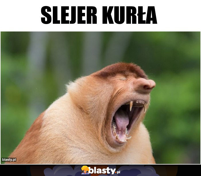 Slejer kurła