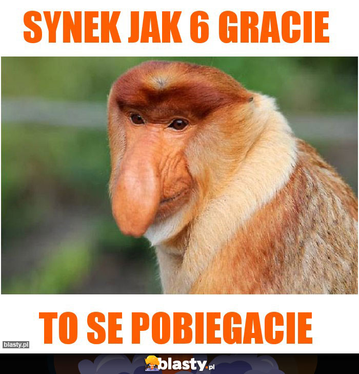 Synek jak 6 gracie