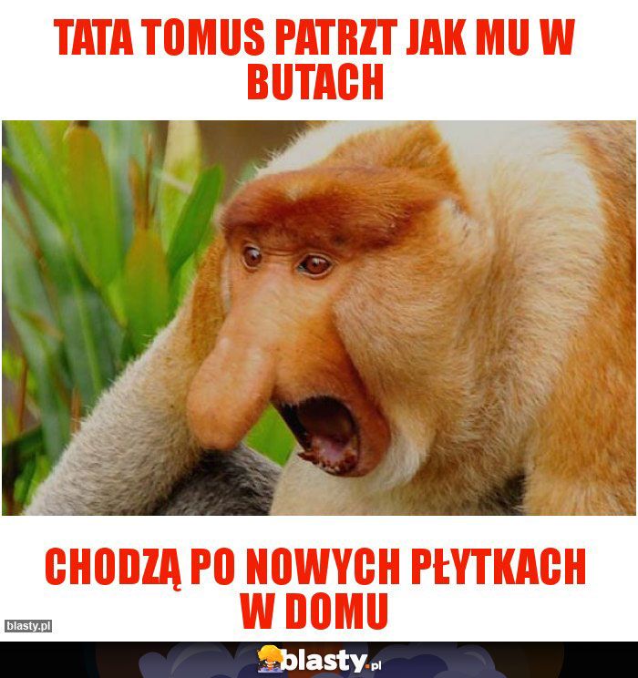 Tata Tomus patrzt jak mu w butach