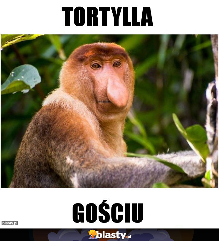 Tortylla