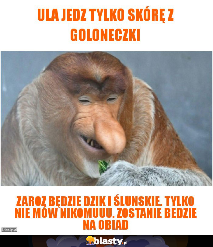 Ula jedz tylko skórę z goloneczki