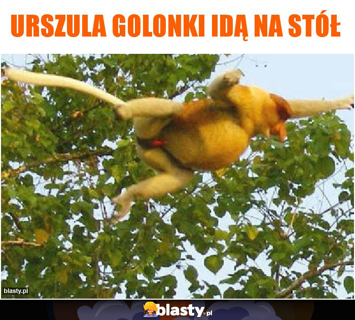 Urszula golonki idą na stół