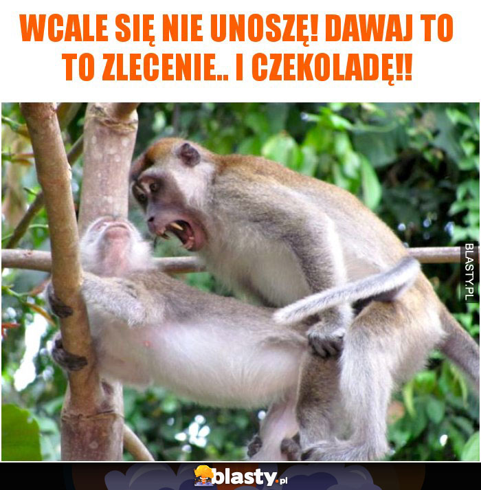 wcale się nie unoszę! dawaj to to zlecenie.. i czekoladę!!