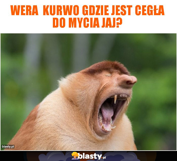 Wera  kurwo gdzie jest cegła do mycia jaj?