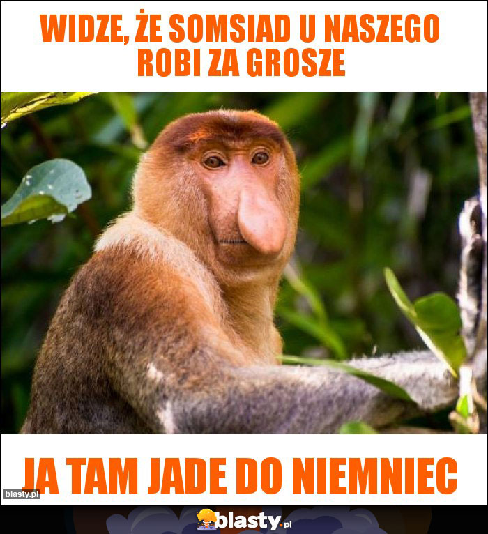 Widze, że somsiad u naszego robi za grosze