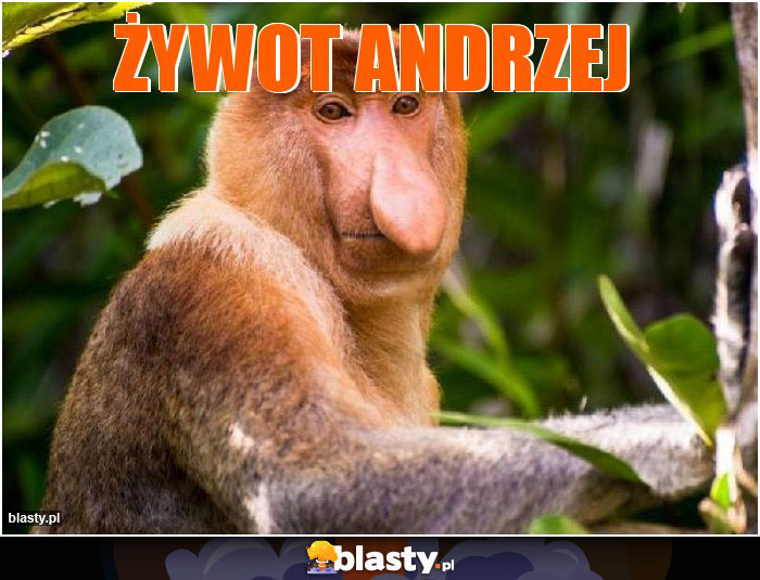 Żywot andrzej